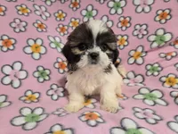 Shihtzu, a female Shih Tzu for sale in Buffalo, NY – 1 of 4