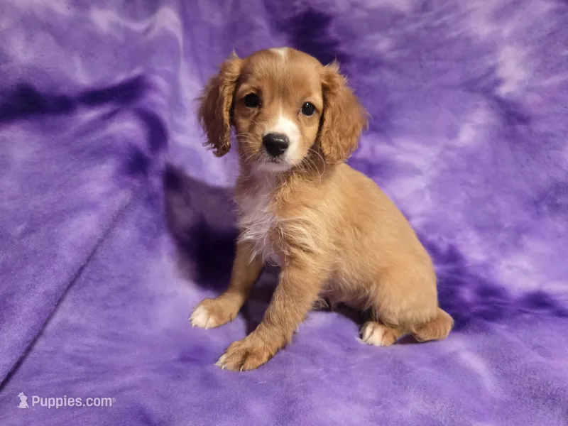 Cavapoo – Cavapoo puppy for sale in Buffalo, NY