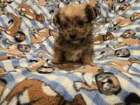 Shorkie, a male Shih Tzu and Yorkshire Terrier for sale in Buffalo, NY – 2 of 5