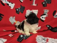 Shihtzu, a male Shih Tzu for sale in Buffalo, NY – 2 of 4