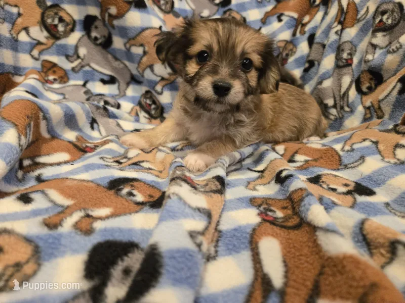 Chihuahua /Maltese – Chihuahua, Maltese puppy for sale in Buffalo, NY
