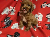 Cavapoo, a male Cavapoo for sale in Buffalo, NY – 2 of 5