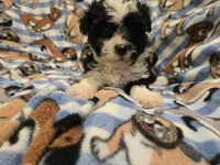 Morkie, a male Maltese and Yorkshire Terrier for sale in Buffalo, NY – 4 of 4