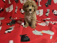 Cavapoo, a male Cavapoo and Poodle - Miniature  for sale in Buffalo, NY – 4 of 4
