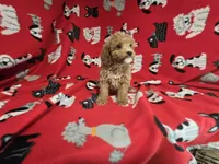 Cavapoo, a male Cavapoo and Poodle - Miniature  for sale in Buffalo, NY – 2 of 4
