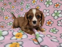 Cavalier king Charles Spaniel , a female Cavalier King Charles Spaniel for sale in Buffalo, NY – 1 of 4