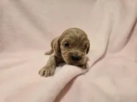 Cockapoo, a female Cockapoo for sale in Buffalo, NY – Photo 5 of 7