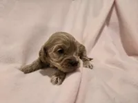 Cockapoo, a female Cockapoo for sale in Buffalo, NY – Photo 3 of 7