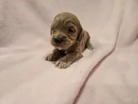 Cockapoo, a female Cockapoo for sale in Buffalo, NY – Photo 6 of 7