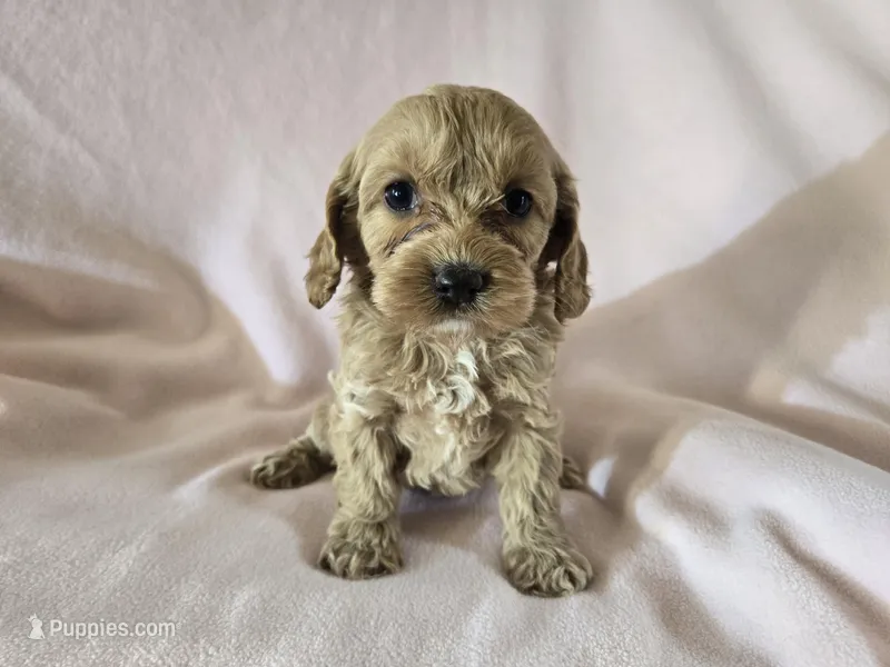 Cockapoo – Cockapoo puppy for sale in Buffalo, NY