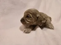 Cockapoo, a female Cockapoo for sale in Buffalo, NY – Photo 2 of 7