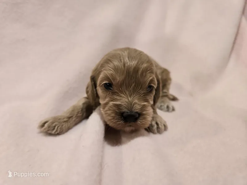 Cockapoo – Cockapoo puppy for sale in Buffalo, NY