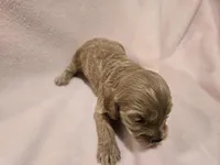 Cockapoo, a female Cockapoo for sale in Buffalo, NY – Photo 7 of 7