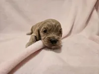Cockapoo, a female Cockapoo for sale in Buffalo, NY – Photo 4 of 7