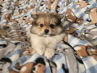 Pomeranian , a male Pomeranian for sale in Buffalo, NY – 2 of 5