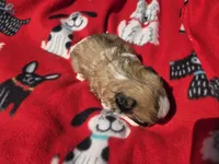 Shihtzu /Bichon , a male Bichon Frise and Shih Tzu for sale in Buffalo, NY – 3 of 4