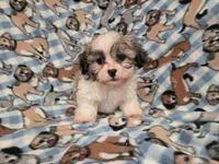 Bichon /Shih tzu , a male Bichon Frise and Shih Tzu for sale in Buffalo, NY – 2 of 3