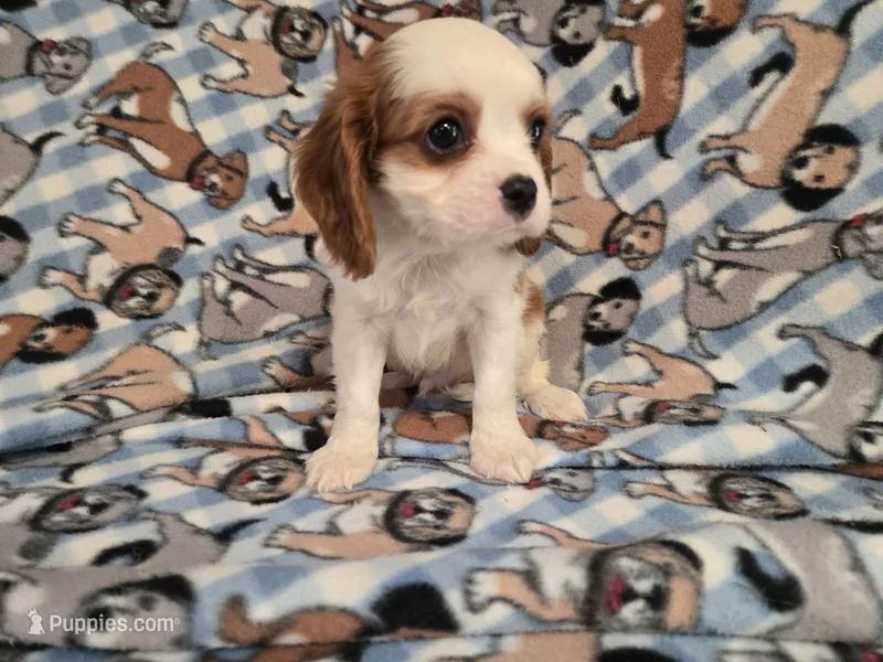 Cavalier king Charles Spaniel  – Cavalier King Charles Spaniel puppy for sale in Buffalo, NY