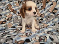 Cavalier king Charles Spaniel , a male Cavalier King Charles Spaniel for sale in Buffalo, NY – 2 of 4