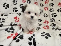Maltese / shihtzu, a male Maltese and Shih Tzu for sale in Buffalo, NY – 2 of 5