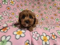 Cavapoo, a female Cavalier King Charles Spaniel and Poodle - Miniature  for sale in Buffalo, NY – 3 of 4