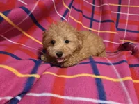 Yorkie poo, a female Yorkipoo for sale in Buffalo, NY – 4 of 4