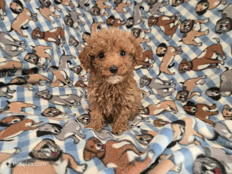Cavapoo – Cavapoo, Poodle - Miniature  puppy for sale in Buffalo, NY