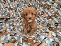 Cavapoo, a male Cavapoo and Poodle - Miniature  for sale in Buffalo, NY – 1 of 4