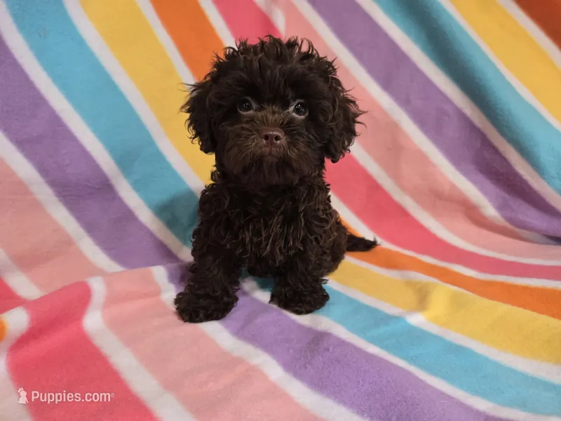 Shihpoo  – Shihpoo puppy for sale in Buffalo, NY