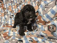 Cockapoo, a male Cockapoo for sale in Buffalo, NY – 2 of 4
