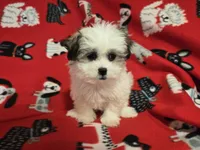 Maltese / shihtzu, a male Maltese and Shih Tzu for sale in Buffalo, NY – 5 of 5