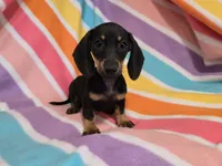 Mini Dachshund, a female Miniature Dachshund for sale in Buffalo, NY – 3 of 4
