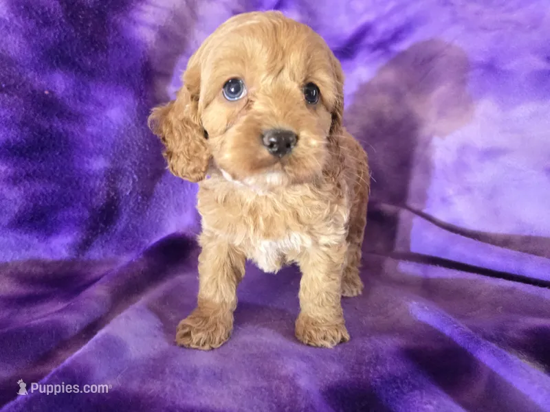 Cockapoo  – Cockapoo puppy for sale in Buffalo, NY