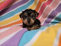 Yorkie Terrier, a female Yorkshire Terrier for sale in Buffalo, NY – 4 of 5