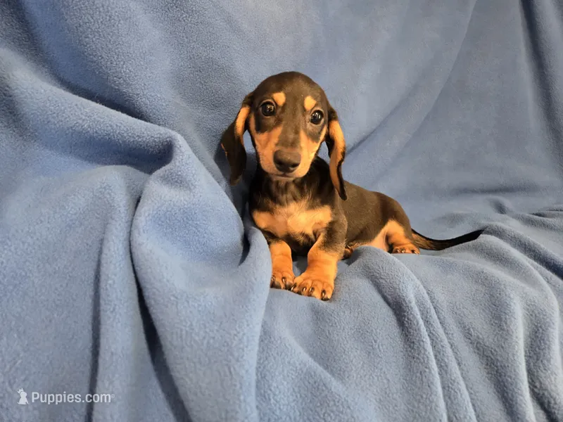 Mini Dachshund – Miniature Dachshund puppy for sale in Buffalo, NY