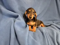 Mini Dachshund, a male Miniature Dachshund for sale in Buffalo, NY – 1 of 4