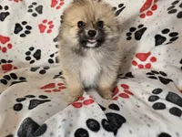 Pomeranian , a male Pomeranian for sale in Buffalo, NY – 3 of 6
