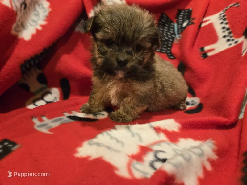 Shorkie  – Shih Tzu, Yorkshire Terrier puppy for sale in Buffalo, NY