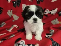 Shihtzu /Maltese mix, a male Maltese and Shih Tzu for sale in Buffalo, NY – 3 of 4