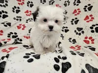 Maltese / shihtzu, a male Maltese and Shih Tzu for sale in Buffalo, NY – 3 of 5