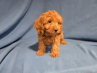 Cockapoo, a male Cockapoo for sale in Buffalo, NY – 2 of 5