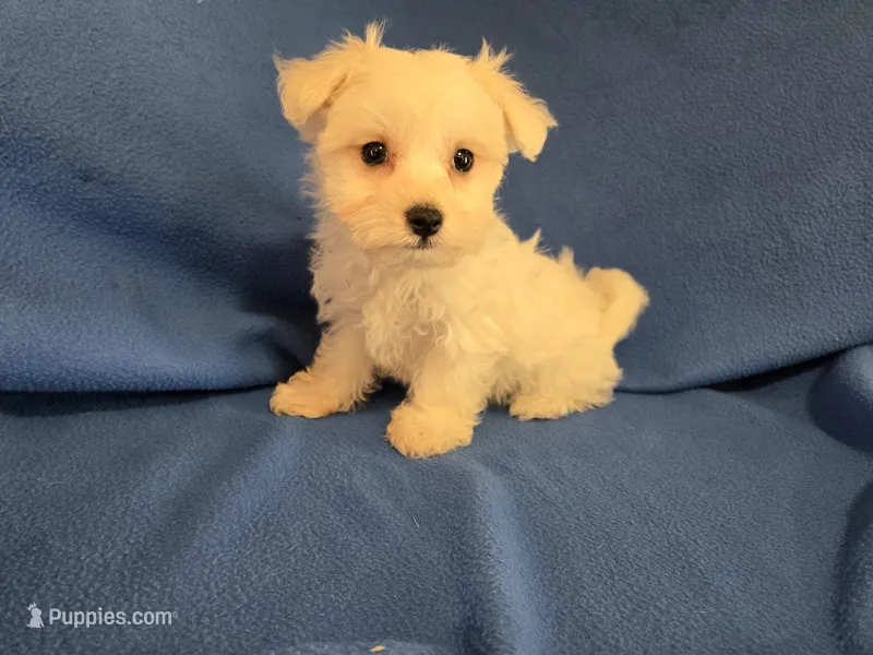 Maltese  – Maltese puppy for sale in Buffalo, NY