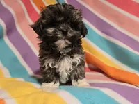 Shihtzu /Maltese , a female Maltese and Shih Tzu for sale in Buffalo, NY – 4 of 5