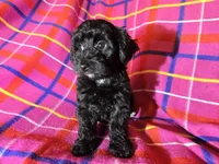 Yorkie poo, a female Yorkipoo for sale in Buffalo, NY – Photo 4 of 4
