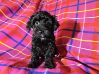 Yorkie poo, a female Yorkipoo for sale in Buffalo, NY – Photo 2 of 4