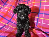 Yorkie poo, a female Yorkipoo for sale in Buffalo, NY – Photo 1 of 4