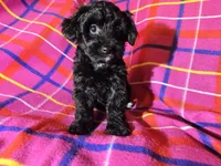 Yorkie poo, a female Yorkipoo for sale in Buffalo, NY – Photo 3 of 4