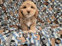 Shihpoo, a male Shihpoo for sale in Buffalo, NY – 4 of 4
