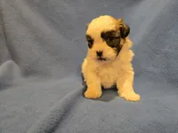 Shihtzu /Bichon, a male Bichon Frise and Shih Tzu for sale in Buffalo, NY – 2 of 4
