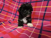 Morkie, a female Yorkshire Terrier for sale in Buffalo, NY – 4 of 4